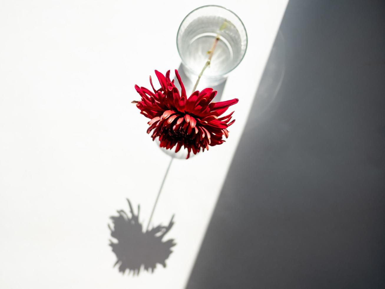 Red flowers in glass photo