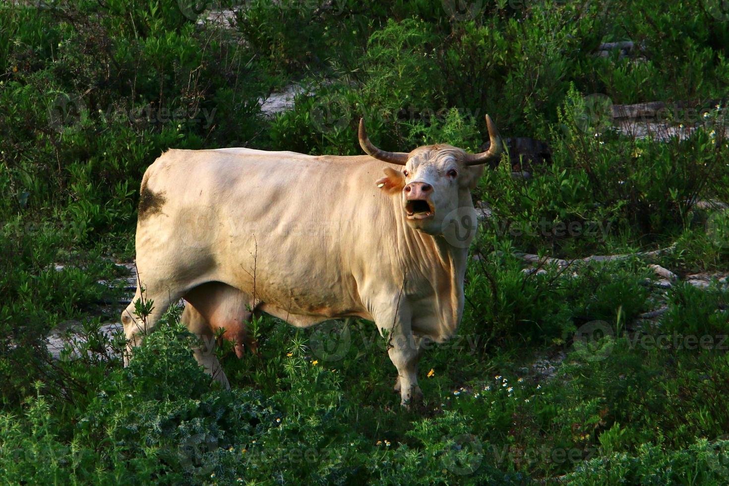 A herd of cows is grazing in a forest clearing. photo