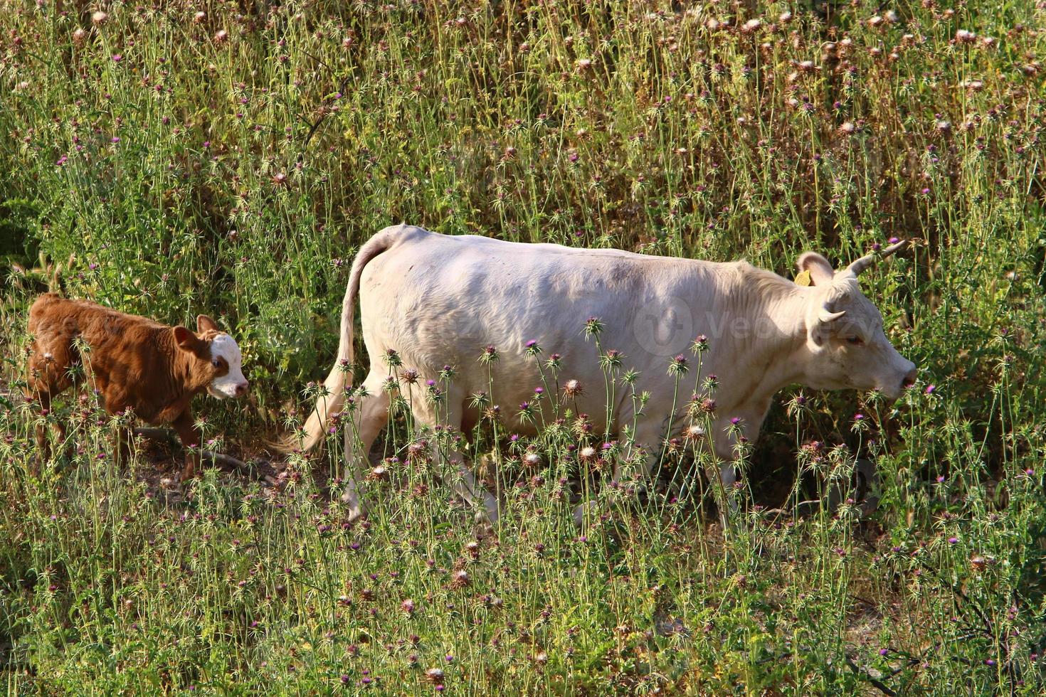 A herd of cows is grazing in a forest clearing. photo