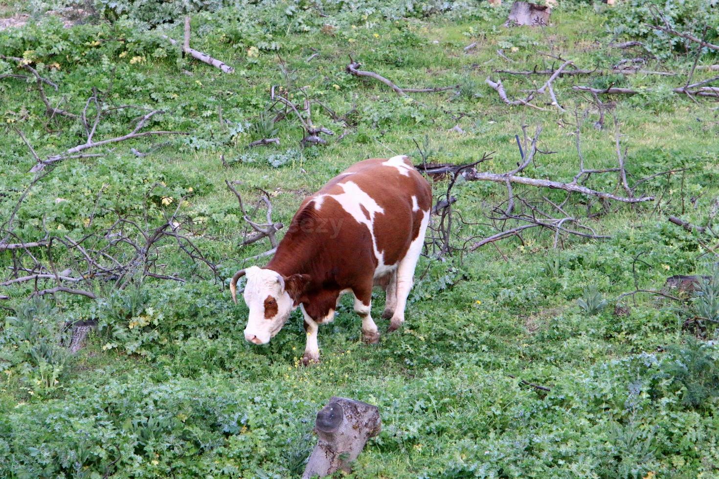 A herd of cows is grazing in a forest clearing. photo