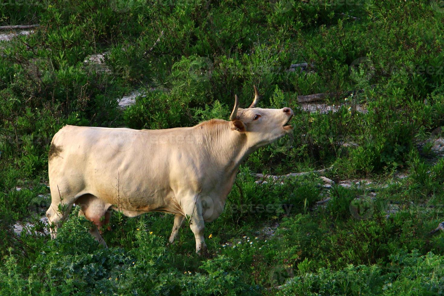 A herd of cows is grazing in a forest clearing. photo