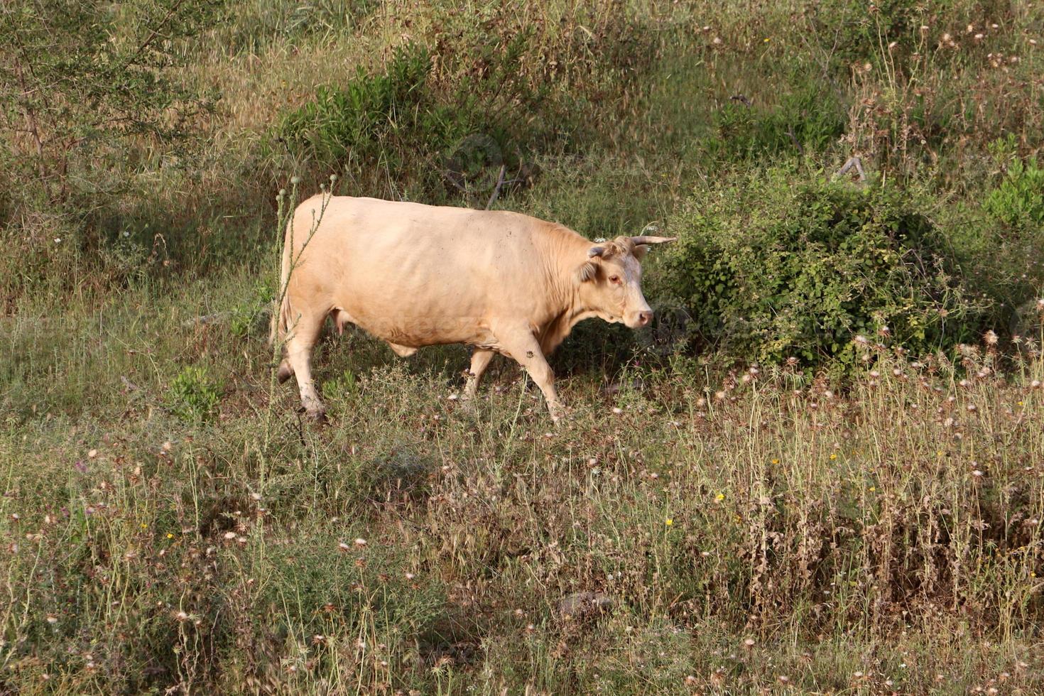 A herd of cows is grazing in a forest clearing. photo