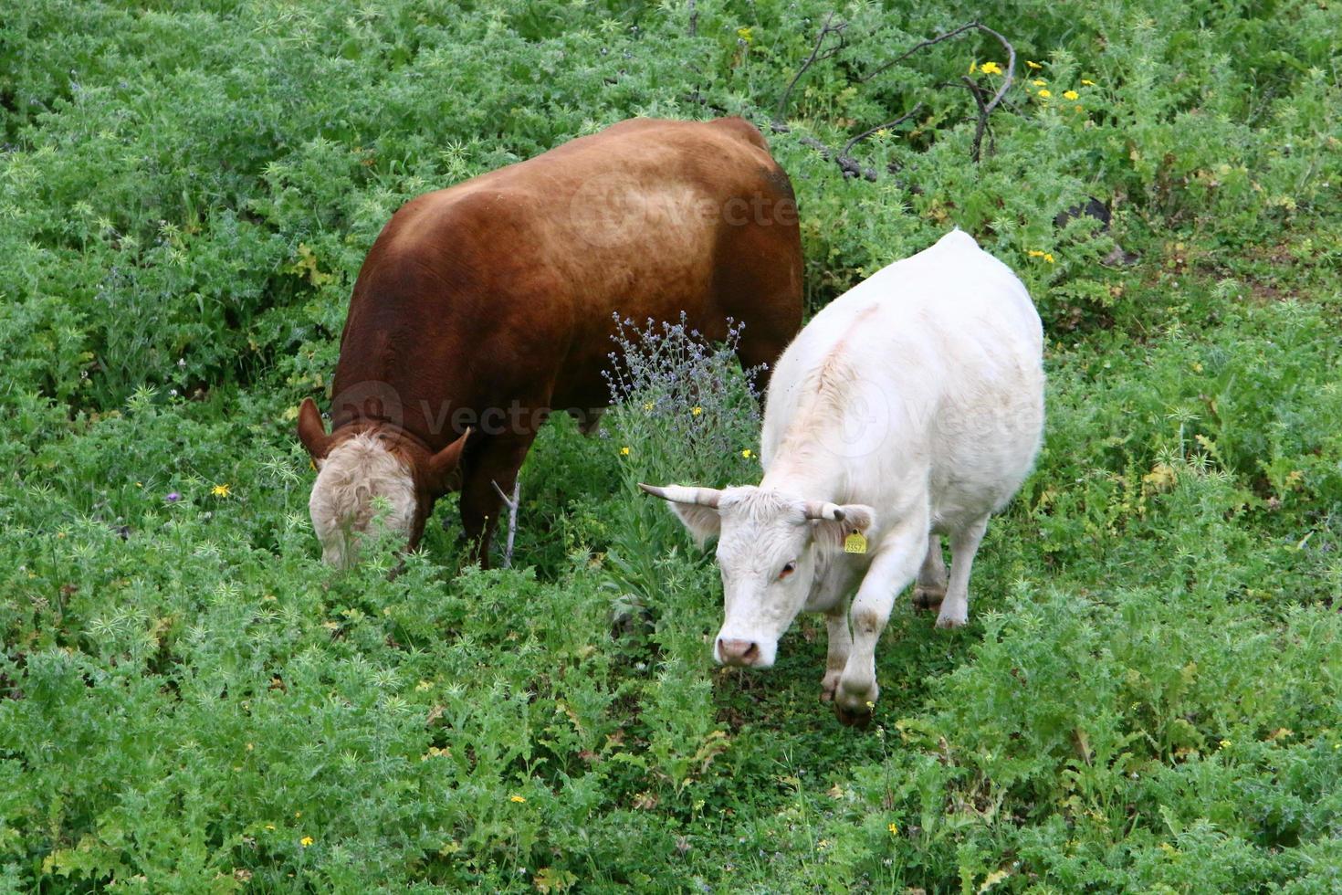 A herd of cows is grazing in a forest clearing. photo