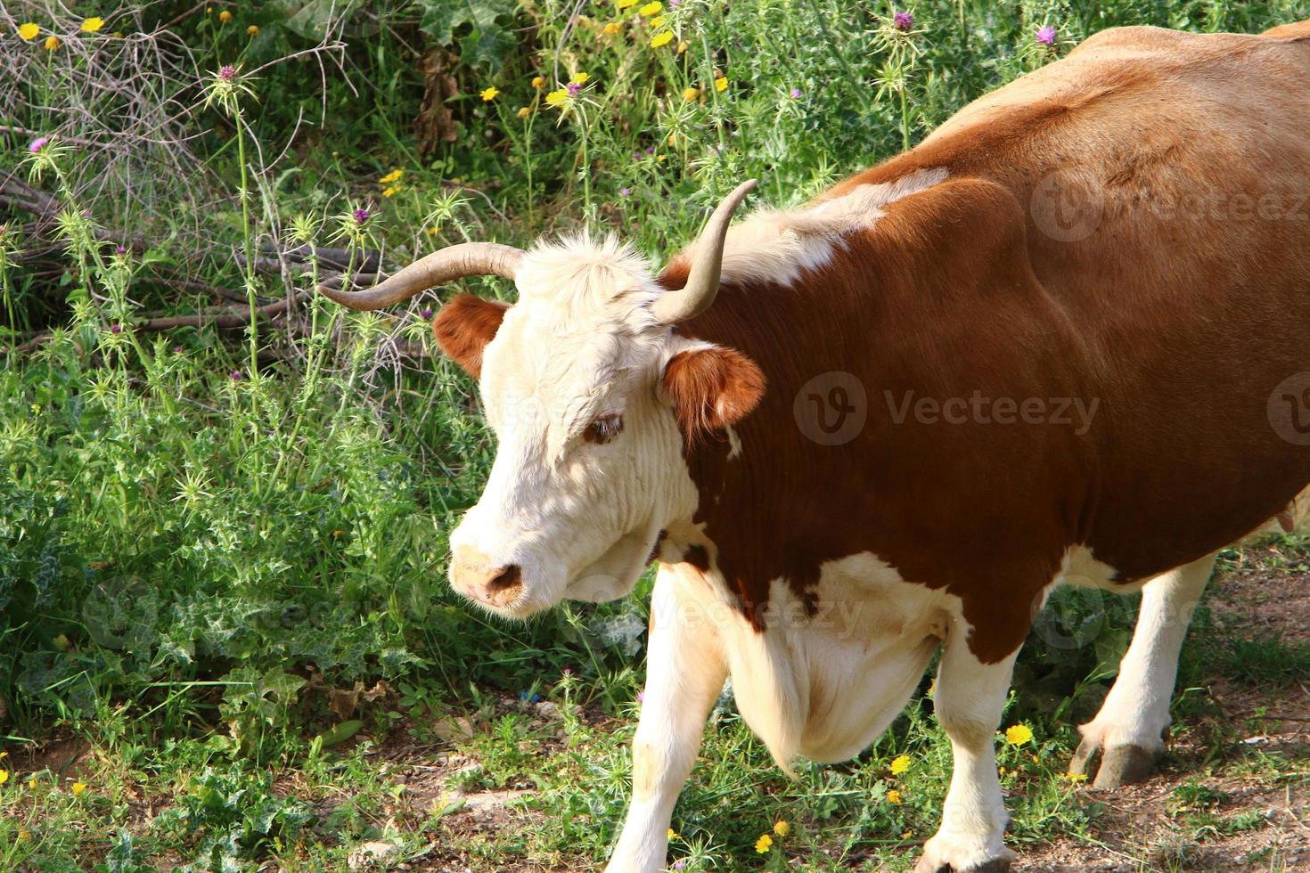 A herd of cows is grazing in a forest clearing. photo