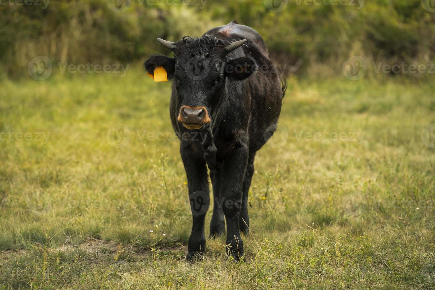 un joven toro negro en un campo verde foto