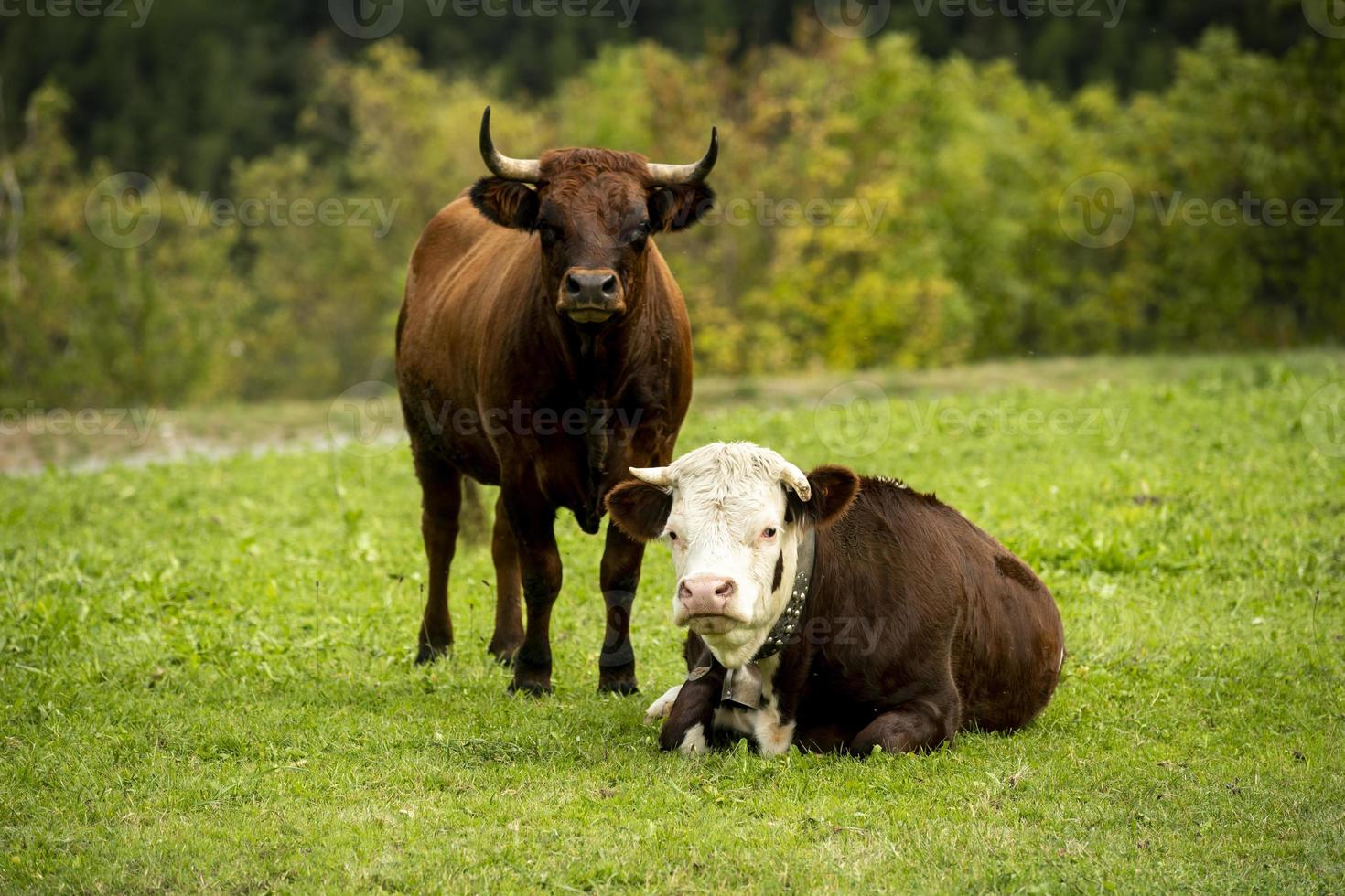 A young bull and a young spotted cow in a green grass field photo