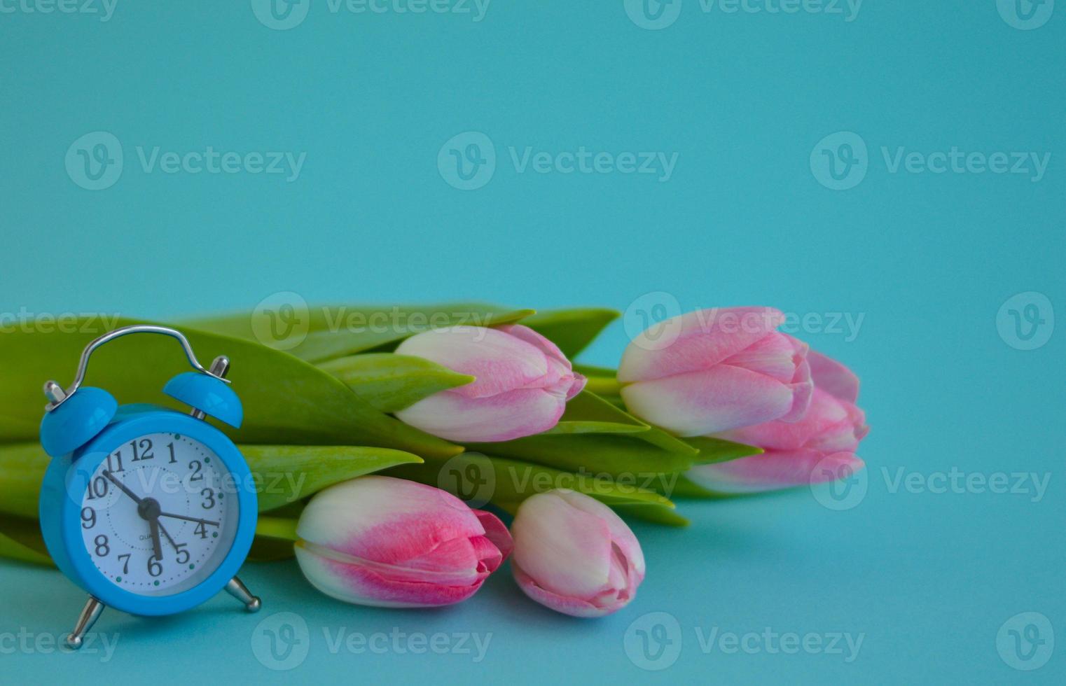 Pink tulips and alarm clock close-up on a blue background photo