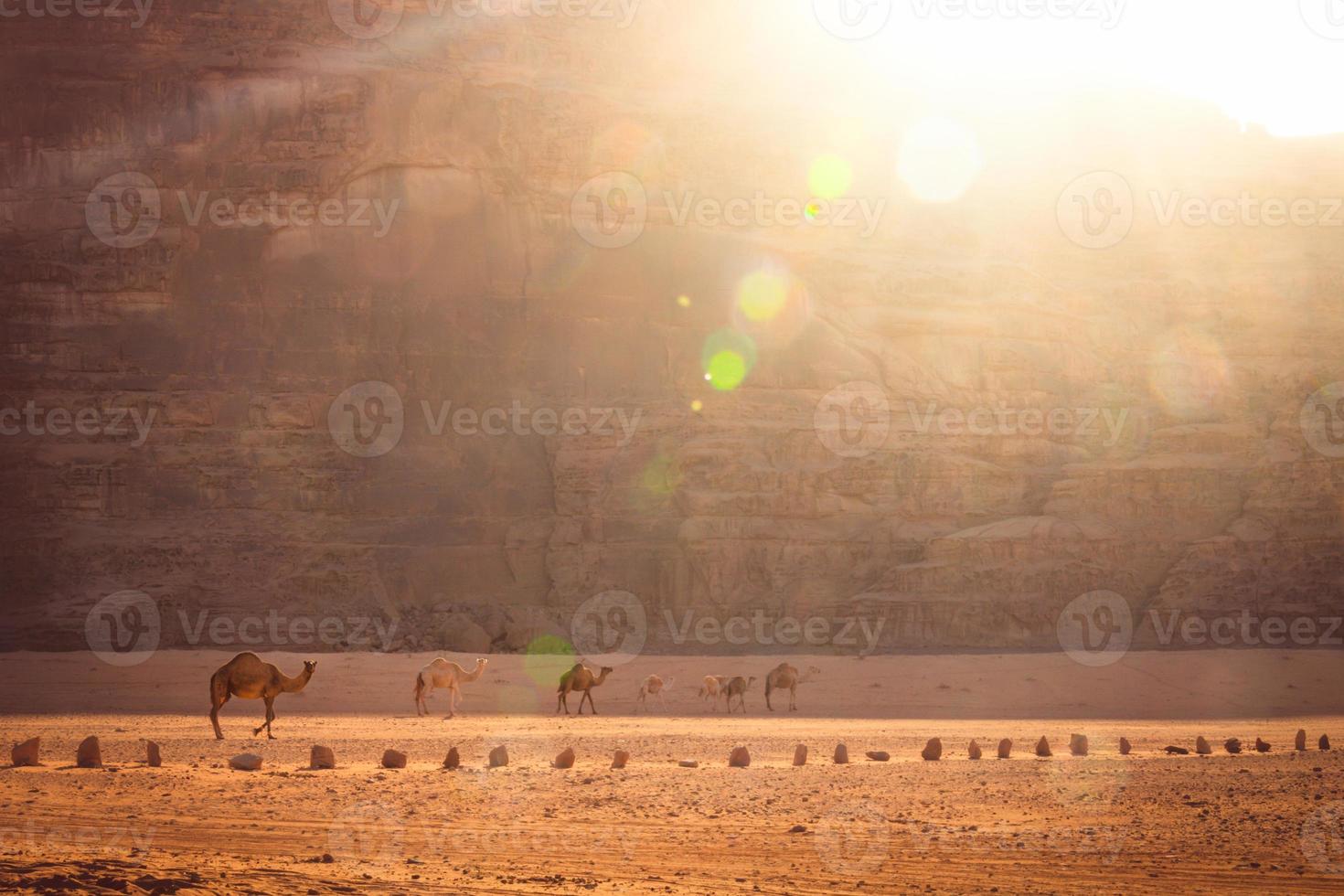 Group of camels walk in scenic wadi rum desert in hazy beautiful morning light before sunrise. Cinematic Jordan landscapes. Visit famous middle east destination photo