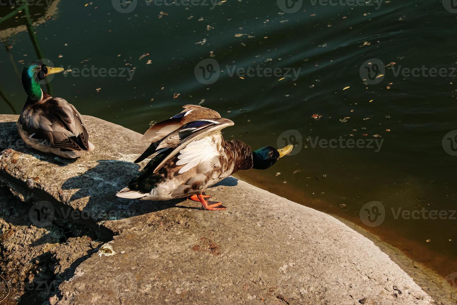 Wild duck in the park by the stream in a fighting position. photo