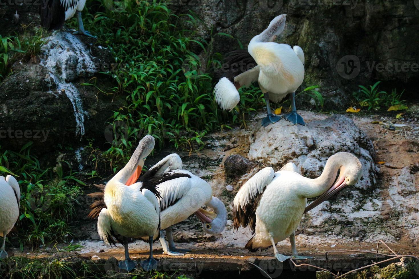 esta es la foto del pájaro pelícano. esta ave es una de las especies de aves en el lago en el zoológico de ragunan.