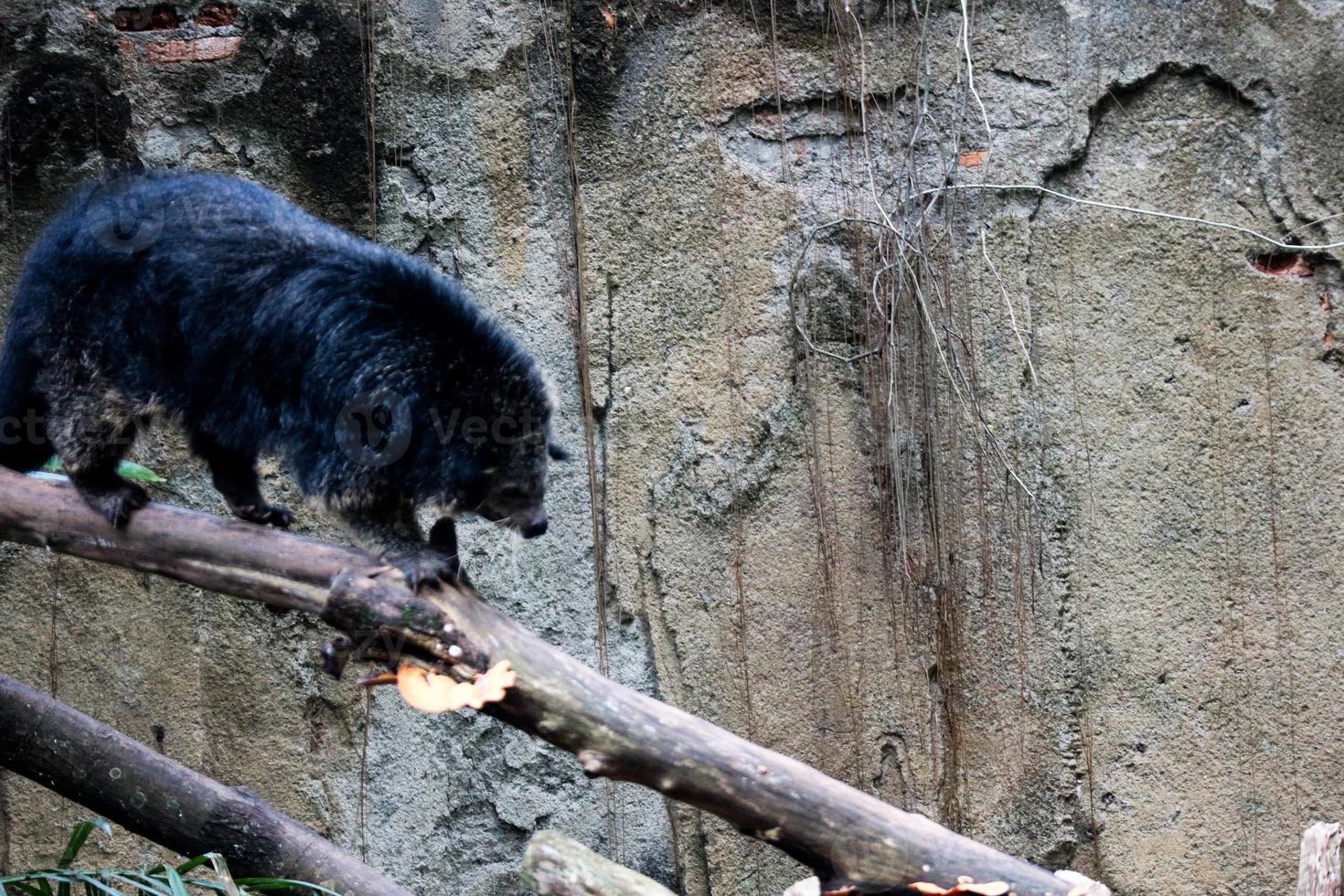 esta es la foto de un binturong en el zoológico de ragunan.