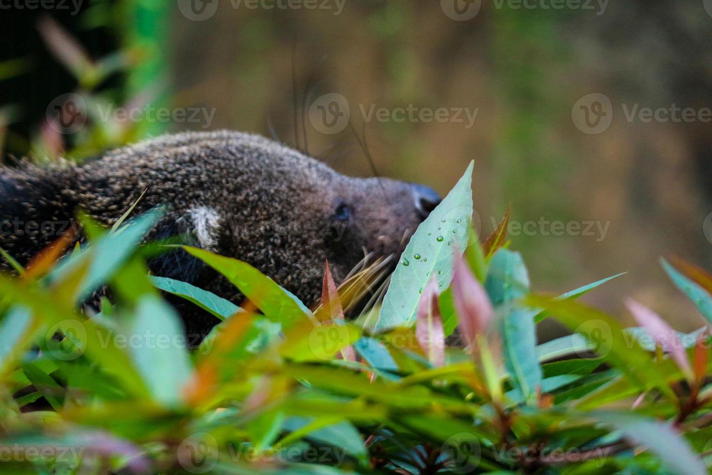 This is photo of a binturong at Ragunan Zoo.