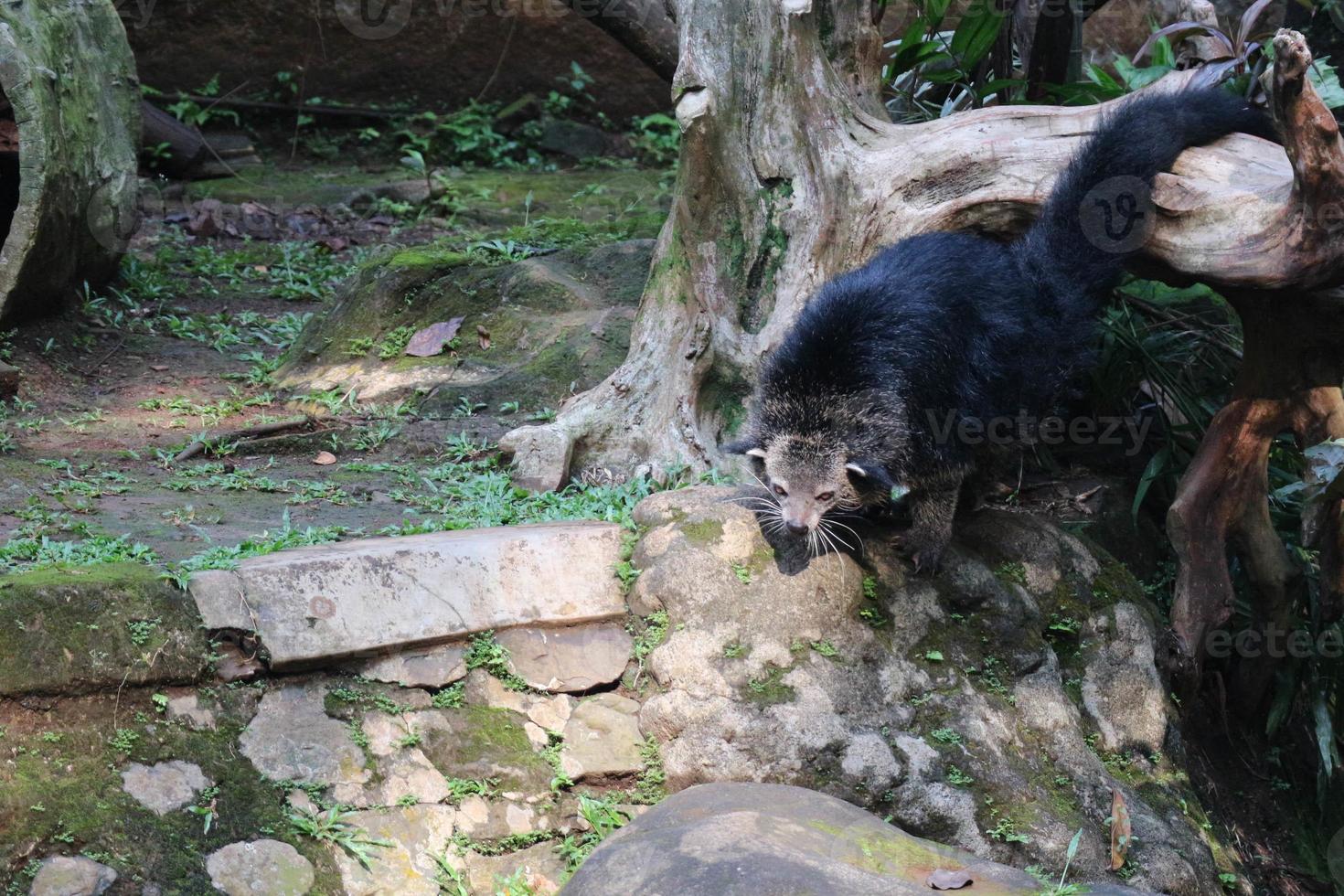 esta es la foto de un binturong en el zoológico de ragunan.