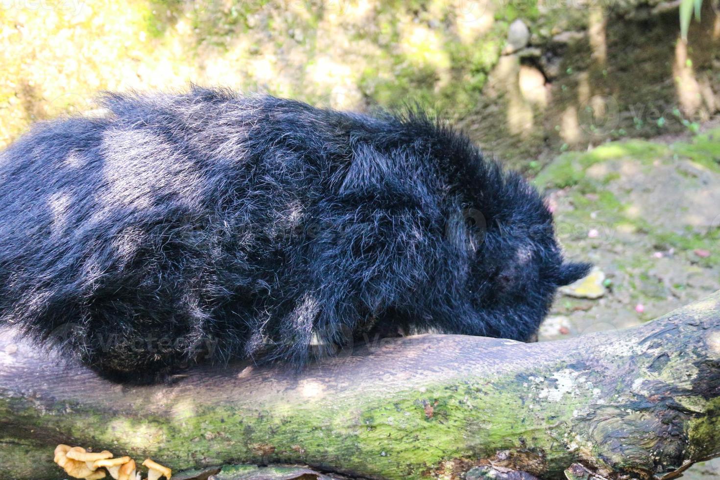 This is photo of a binturong at Ragunan Zoo.