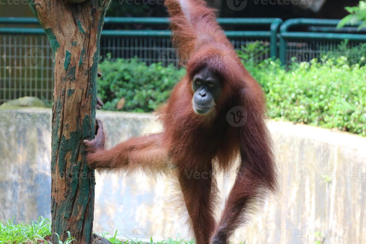 This is a photo of a Sumatran orangutan at Ragunan Zoo.