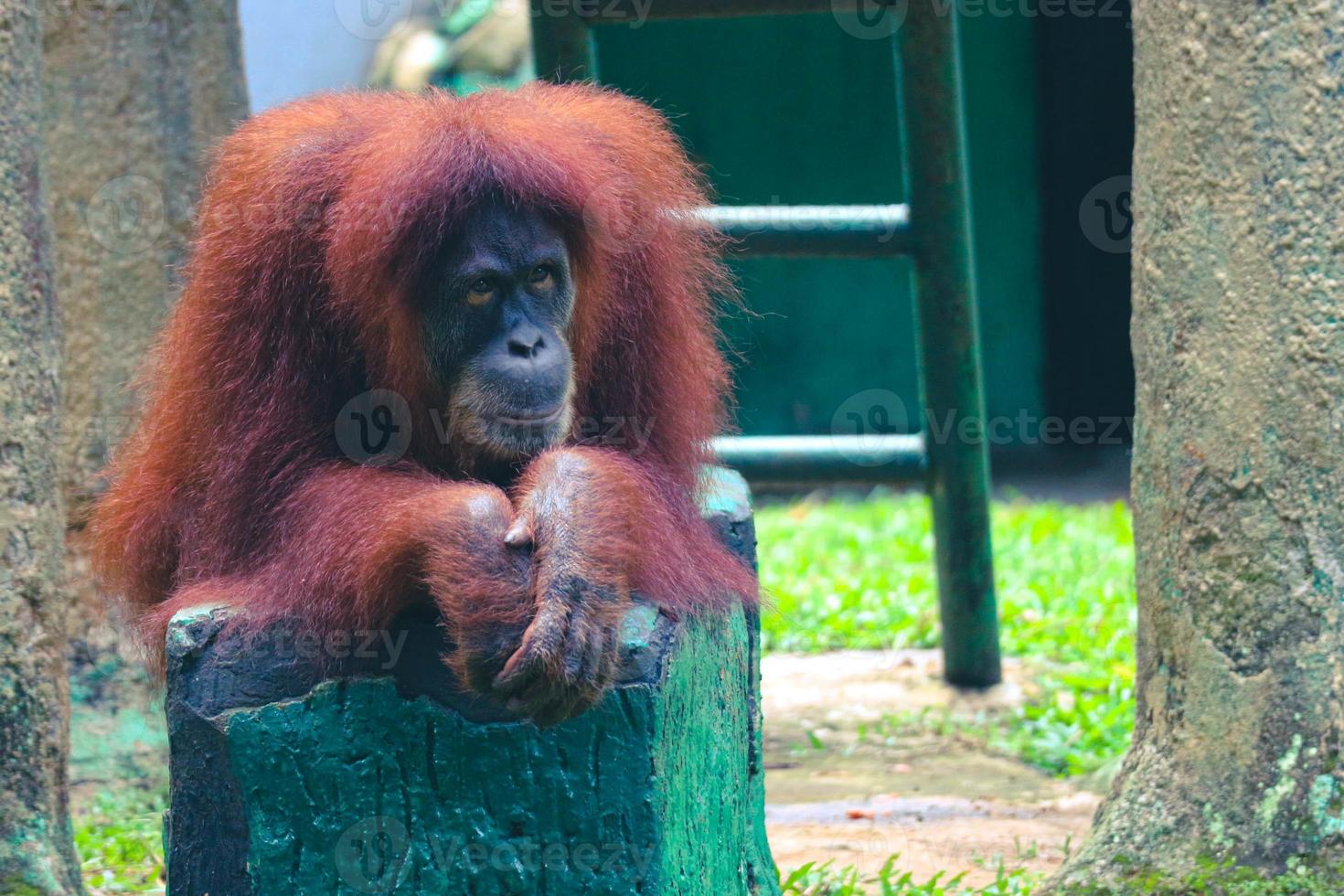 esta es una foto de un orangután de sumatra en el zoológico de ragunan.