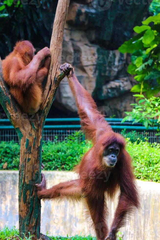 This is a photo of a Sumatran orangutan at Ragunan Zoo.
