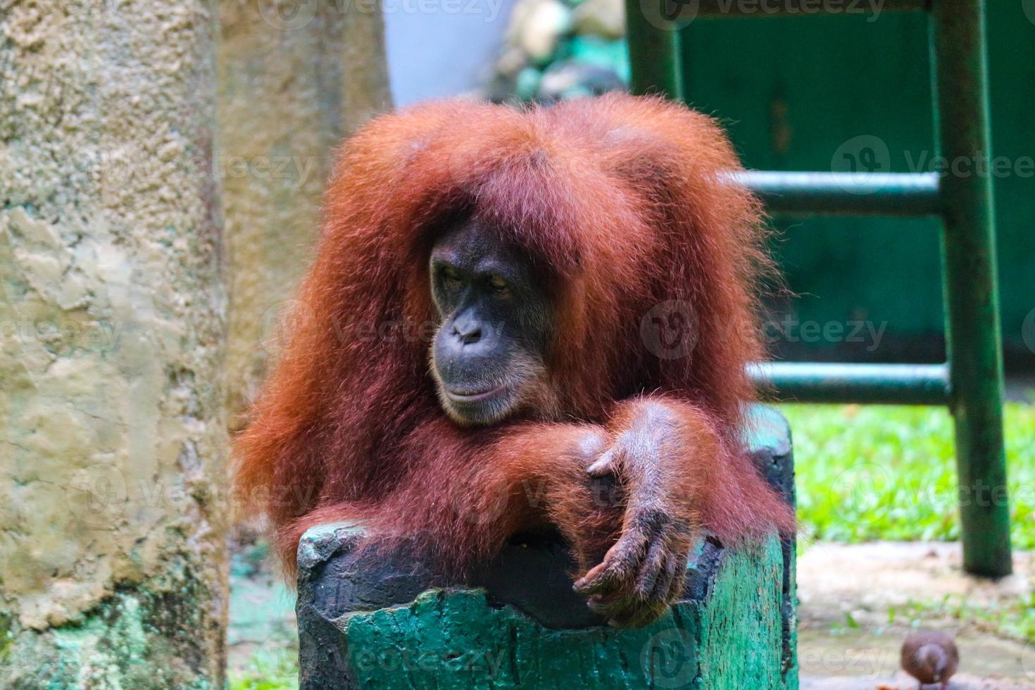 This is a photo of a Sumatran orangutan at Ragunan Zoo.