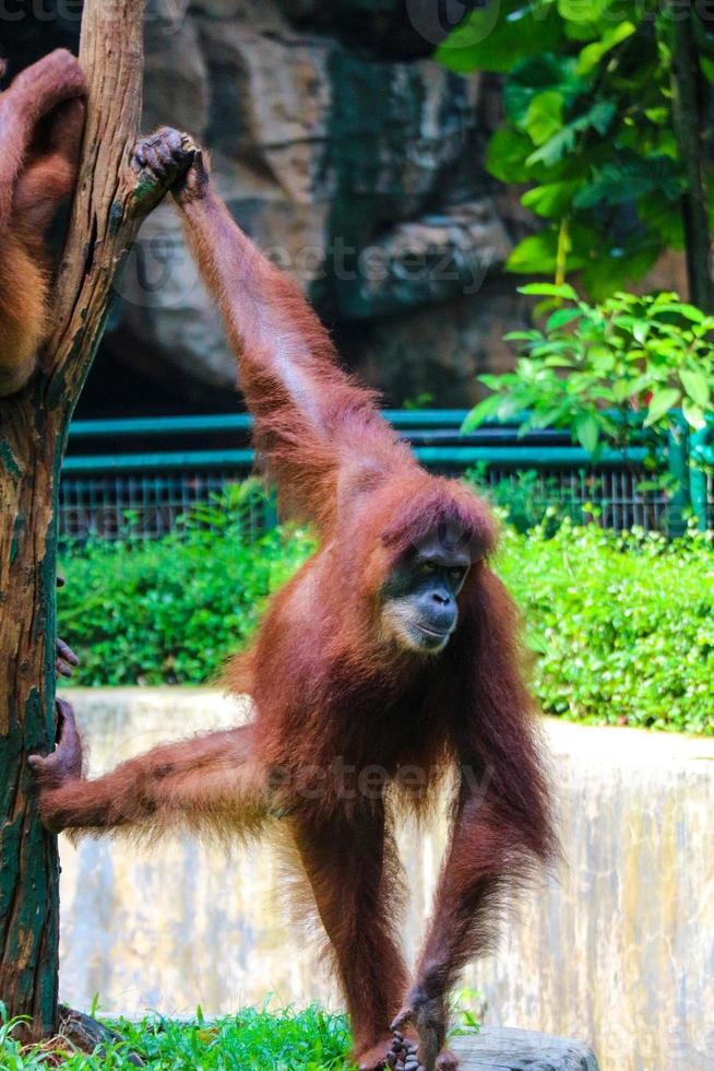 esta es una foto de un orangután de sumatra en el zoológico de ragunan.