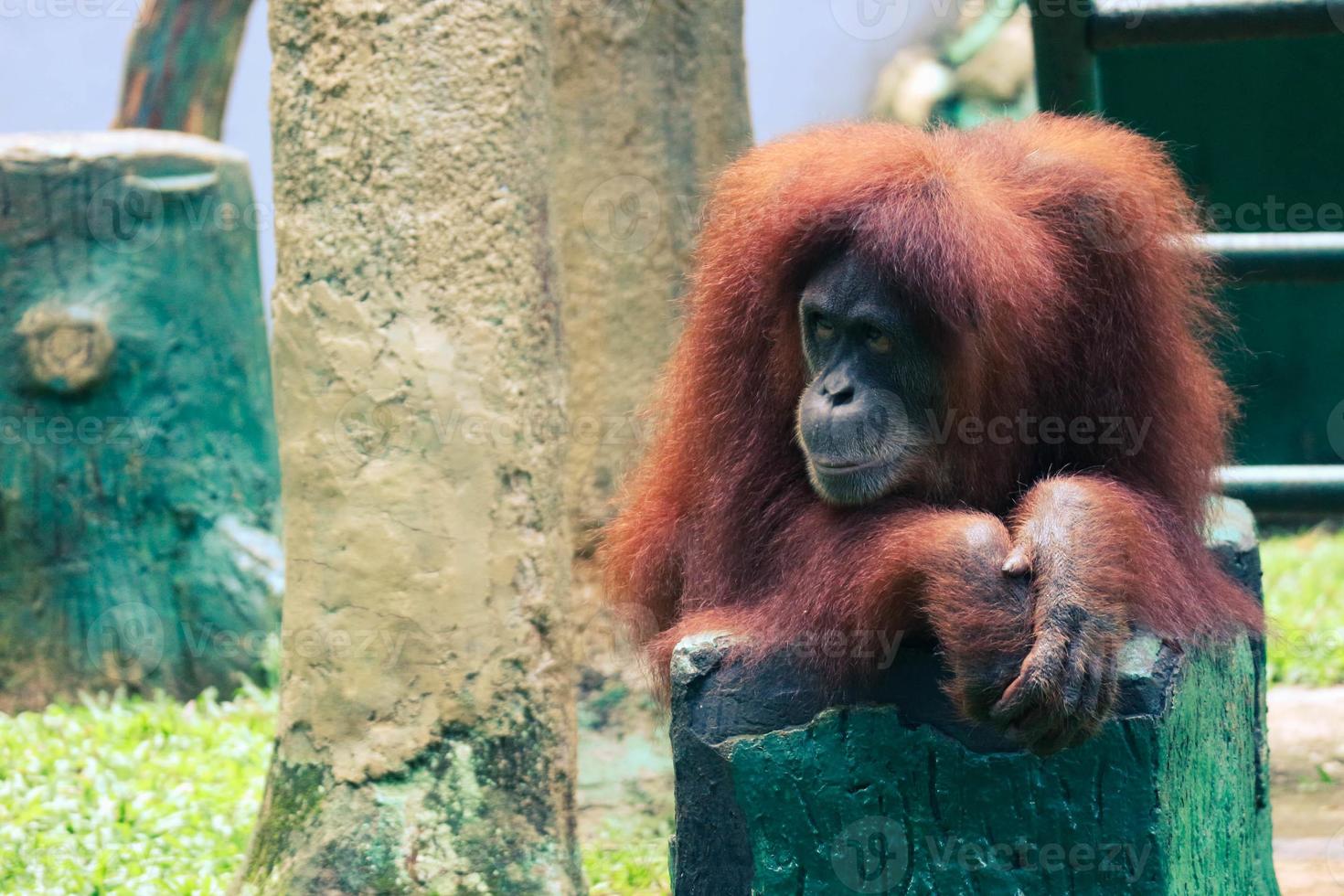 This is a photo of a Sumatran orangutan at Ragunan Zoo.
