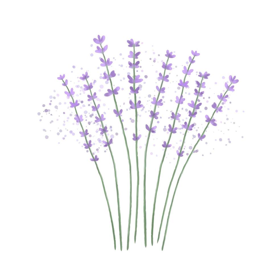 Lavender bouquet isolated on a white background. Vector illustration bunch of lavender.