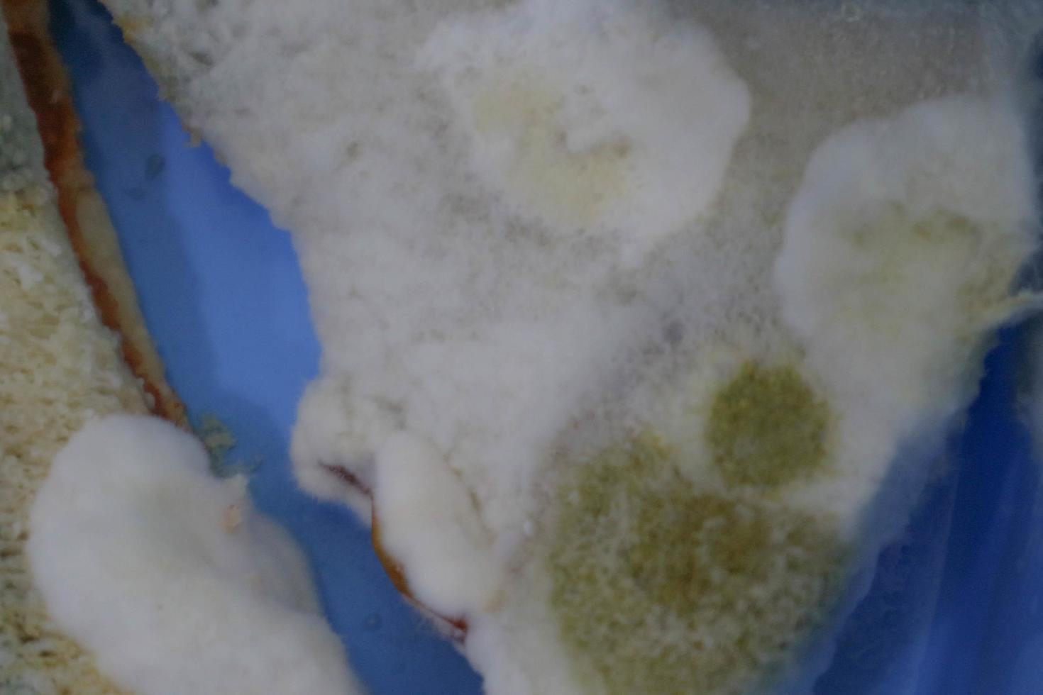 A lot of moldy sandwich bread. photo