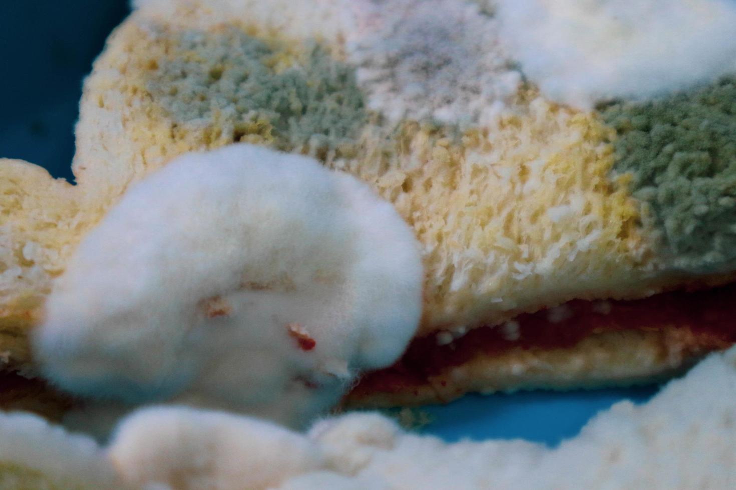 A lot of moldy sandwich bread. photo