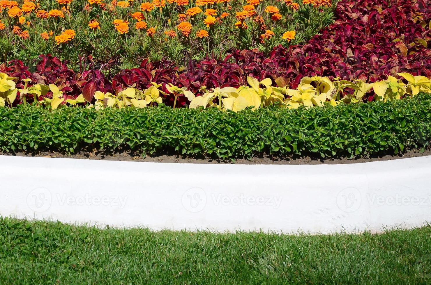 Coleus flowerpot. Beautiful perspective of natural coleus plant leaves photo