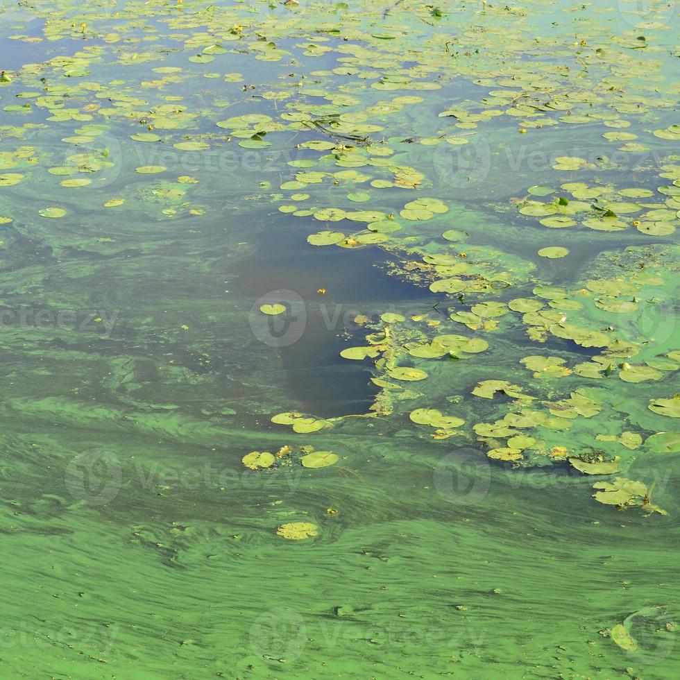 The surface of an old swamp covered with duckweed and lily leaves photo