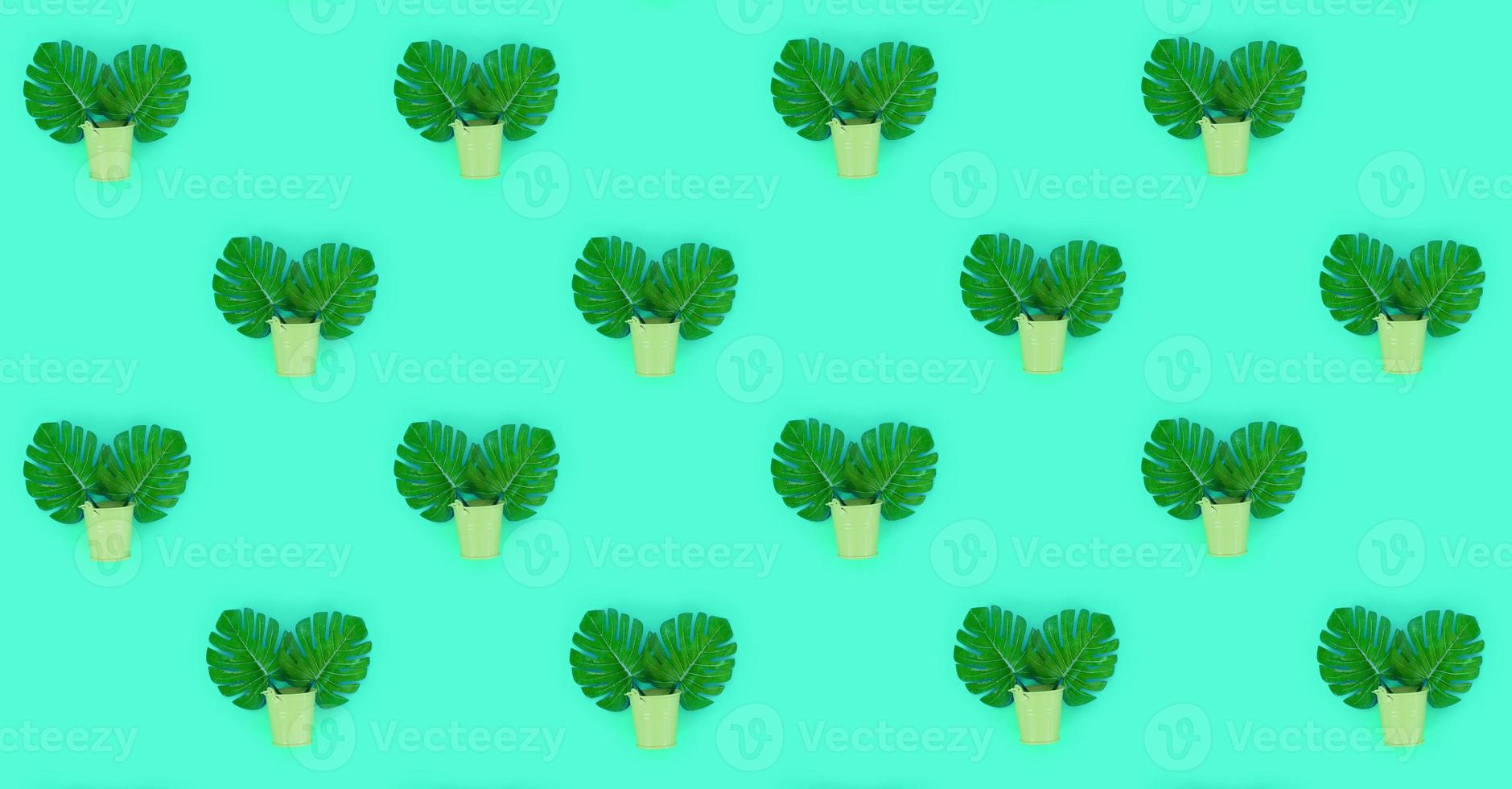 Tropical palm monstera leaves lies in a pastel pails on a colored background. Flat lay trendy minimal pattern. Top view photo