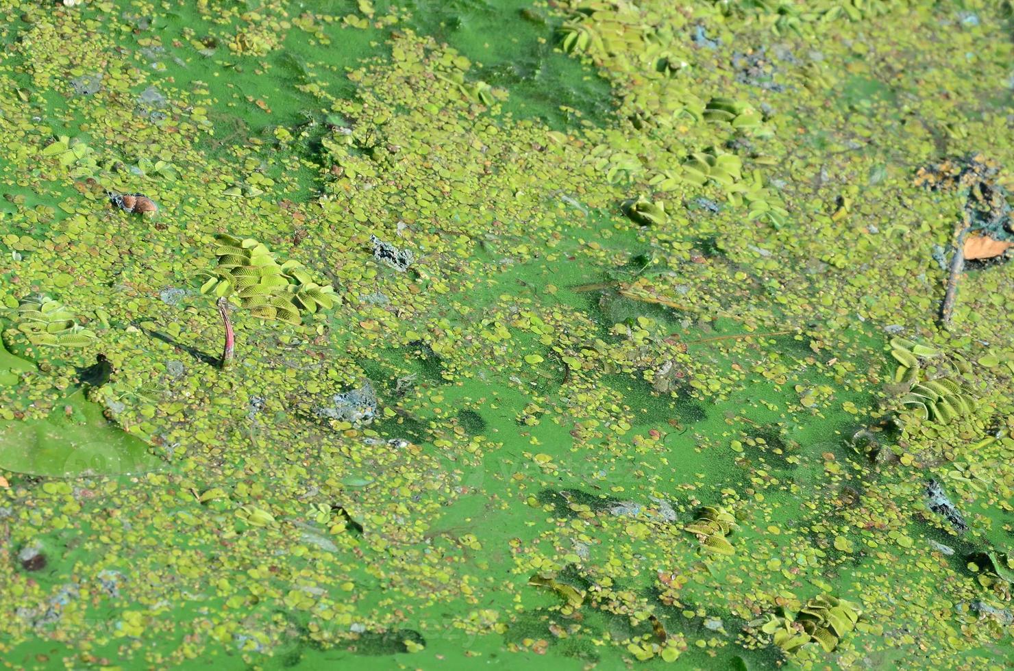 The surface of an old swamp covered with duckweed and lily leaves photo