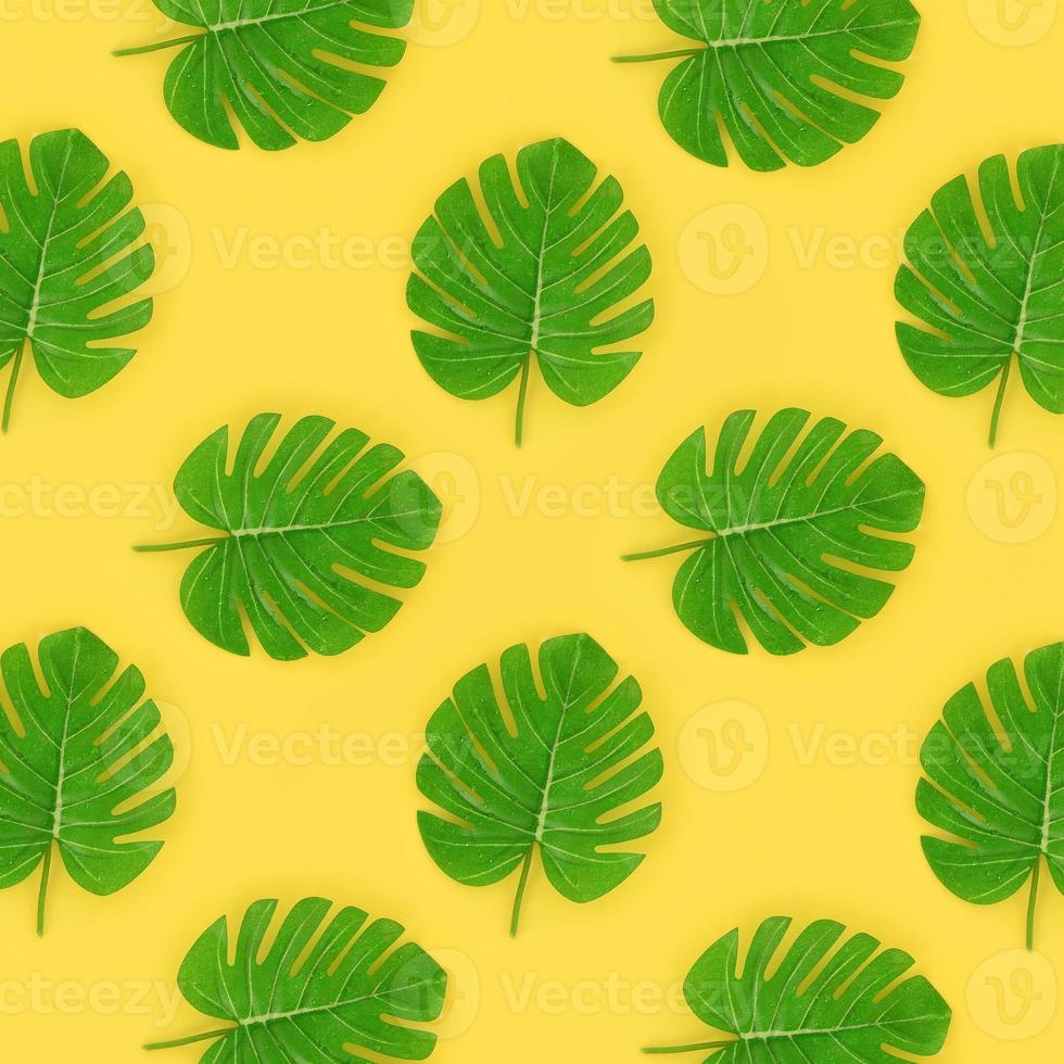 Tropical palm monstera leaves lies on a pastel colored paper. Nature summer concept pattern. Flat lay composition. Top view photo