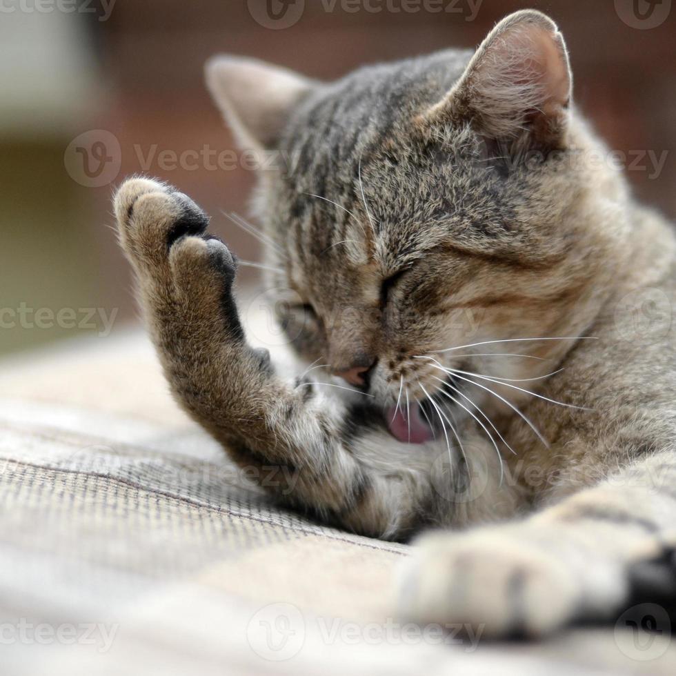 Portrait of tabby cat sitting and licking his hair outdoors and lies on brown sofa photo