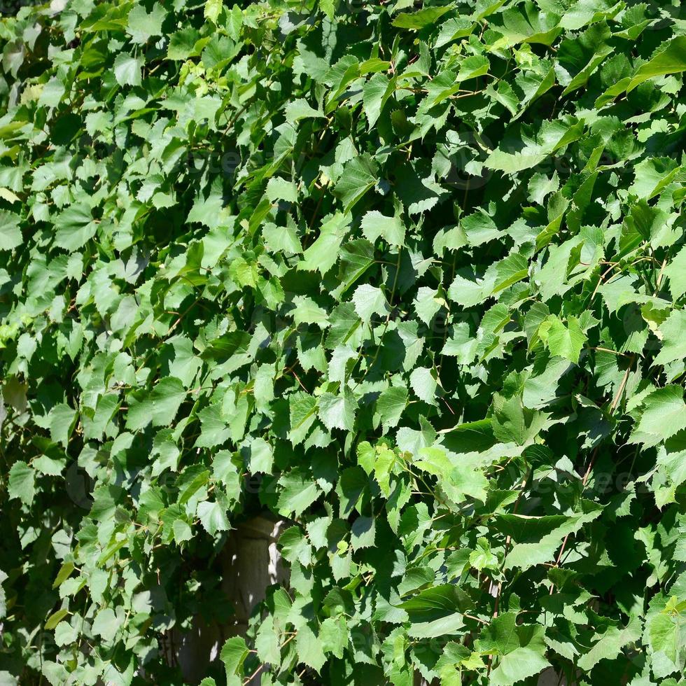 textura de una pared cubierta de hiedra de hojas verdes en un viñedo foto