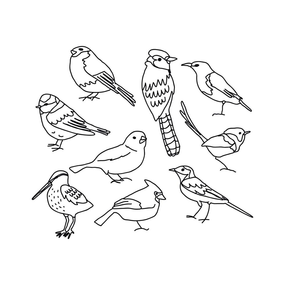 Drawings of Birds vector