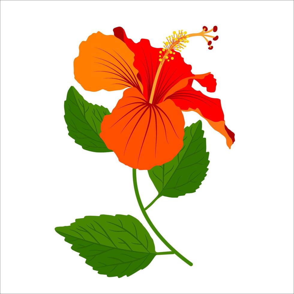 Hibiscus detailed full bloom flower with stem and leaves. Floral clip art. Colorful botanical vector image.