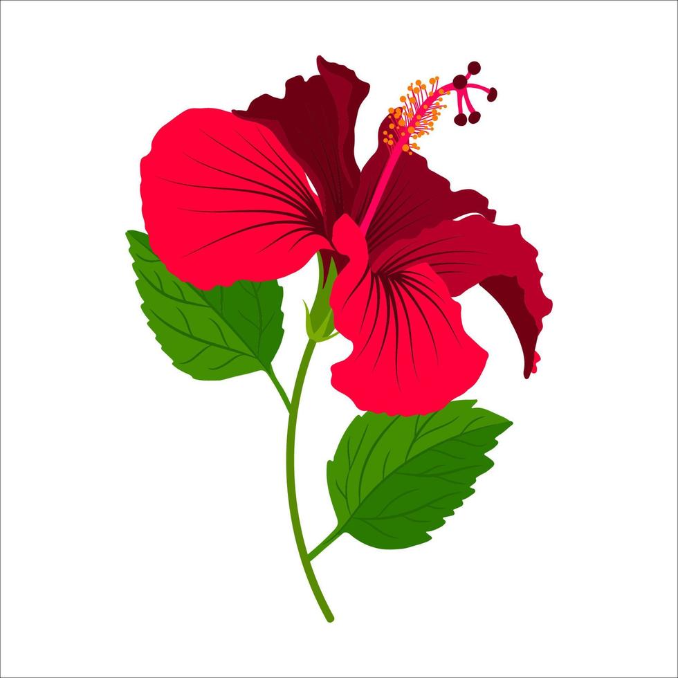 hibisco detallado flor de plena floración con tallo y hojas. imágenes prediseñadas florales. imagen vectorial botánica colorida. vector