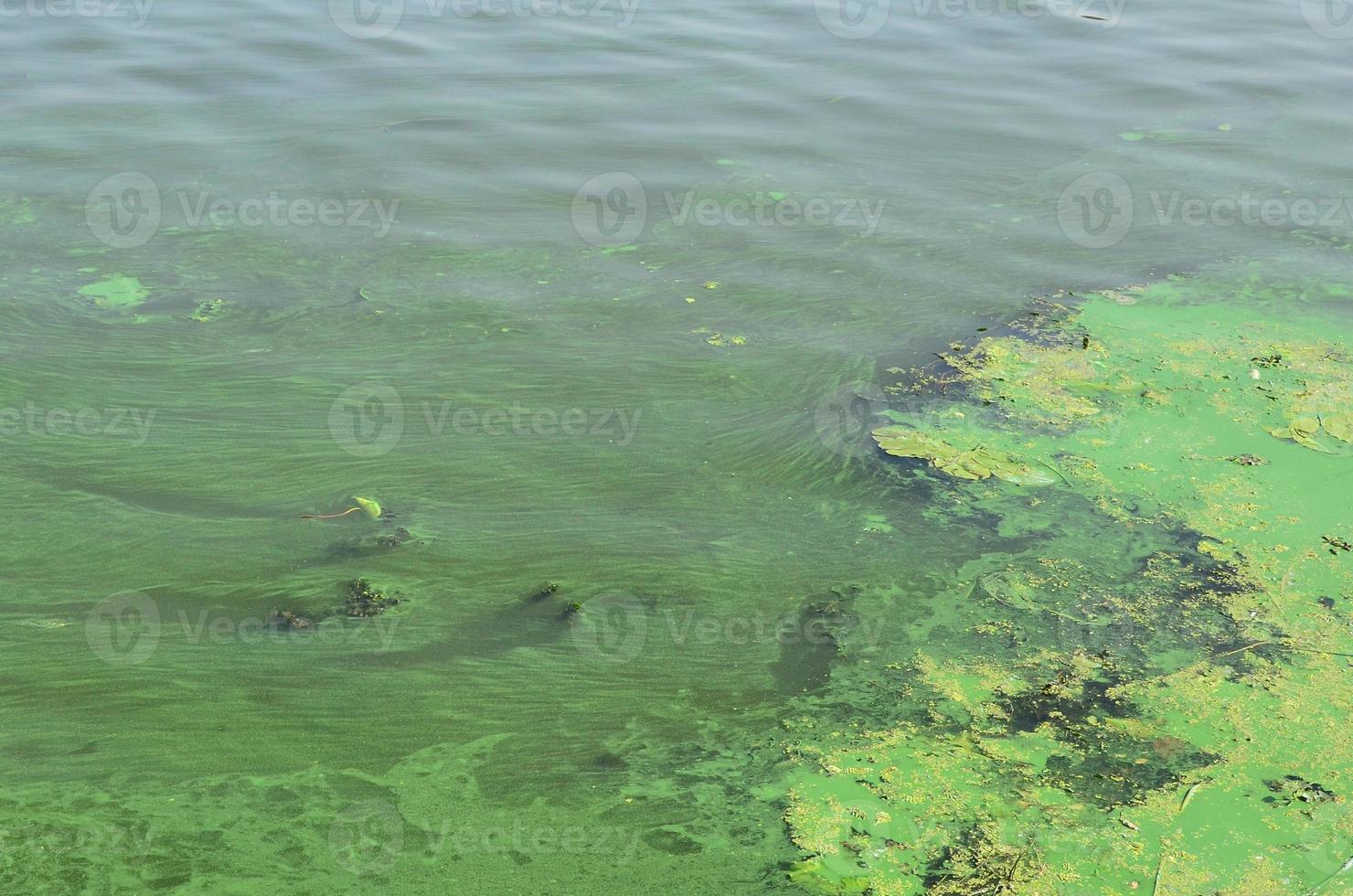 la superficie de un viejo pantano cubierto de lenteja de agua y hojas de lirio foto