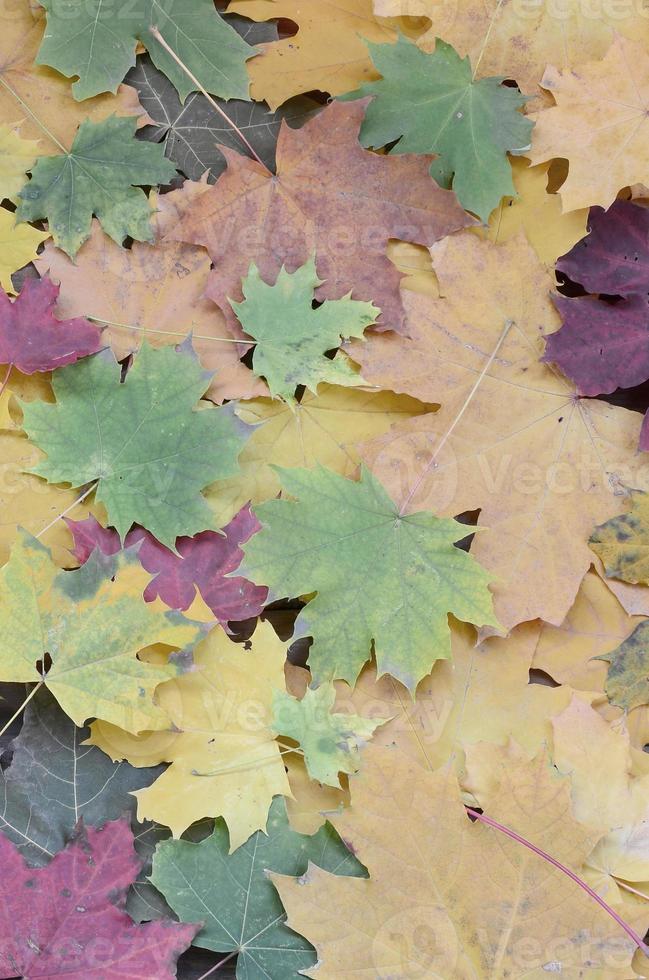 A large number of fallen and yellowed autumn leaves on the ground. Autumn background texture photo