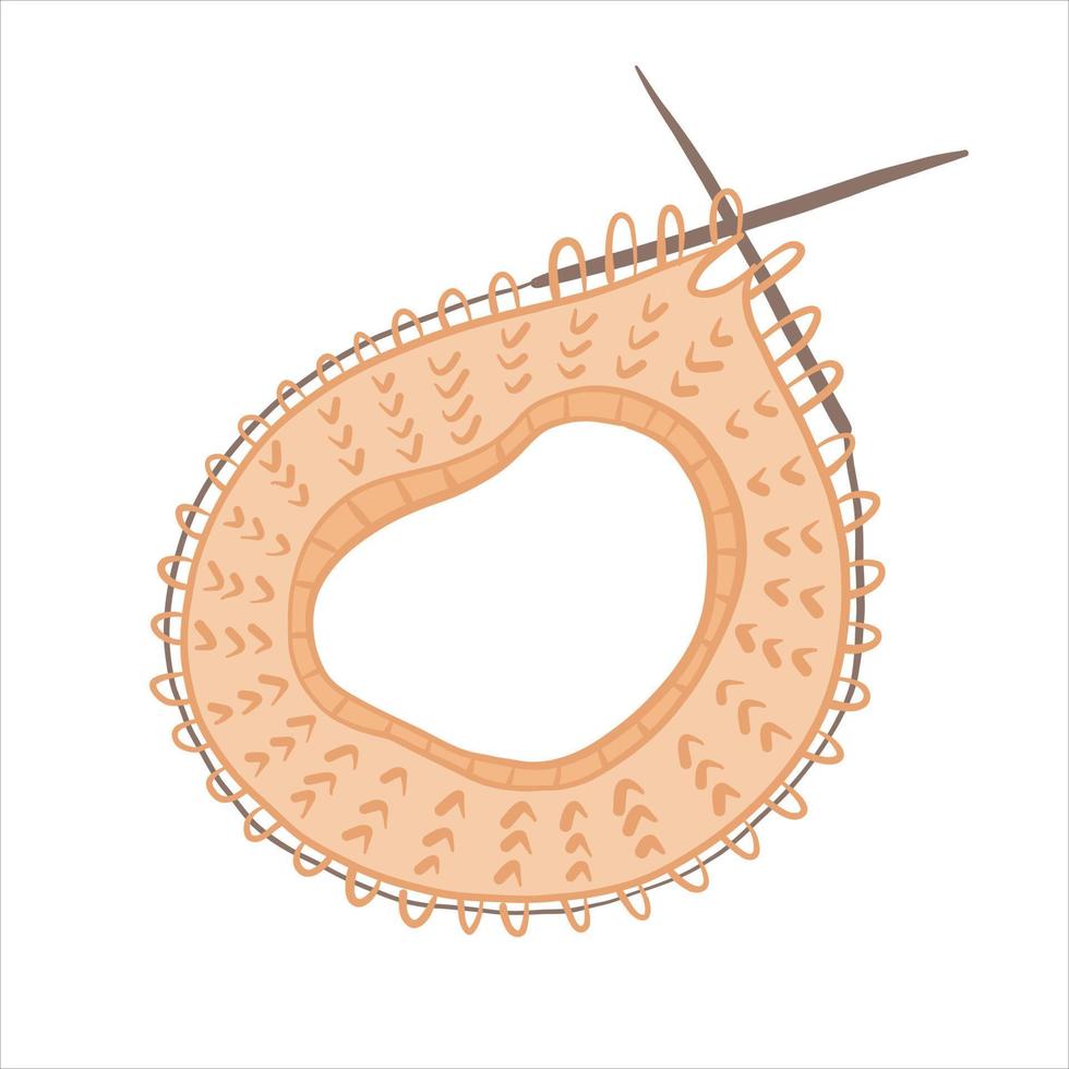 Vector color illustration of a sample of a knitted pattern on knitting needles. Knitting hobby handmade