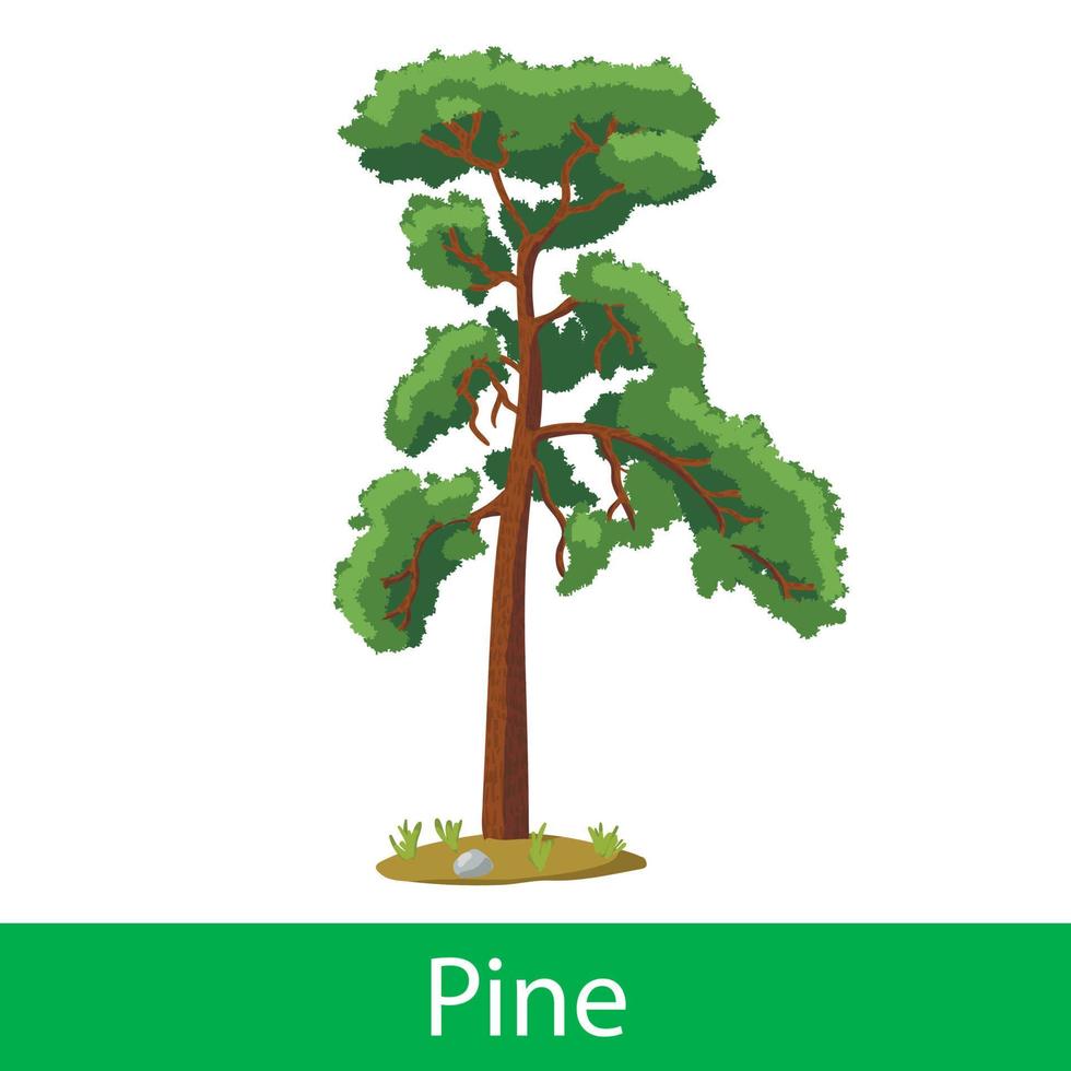 Pine cartoon tree vector