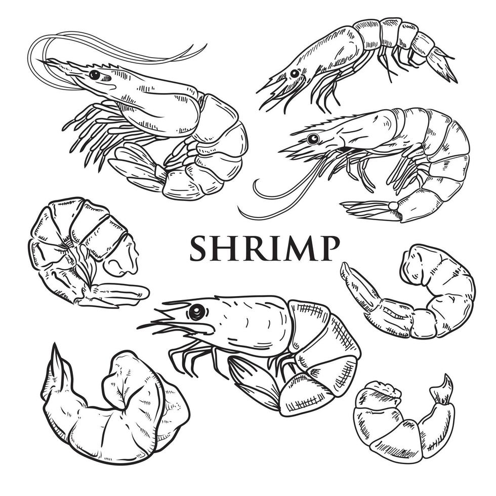 vector drawing black shrimps on a white background