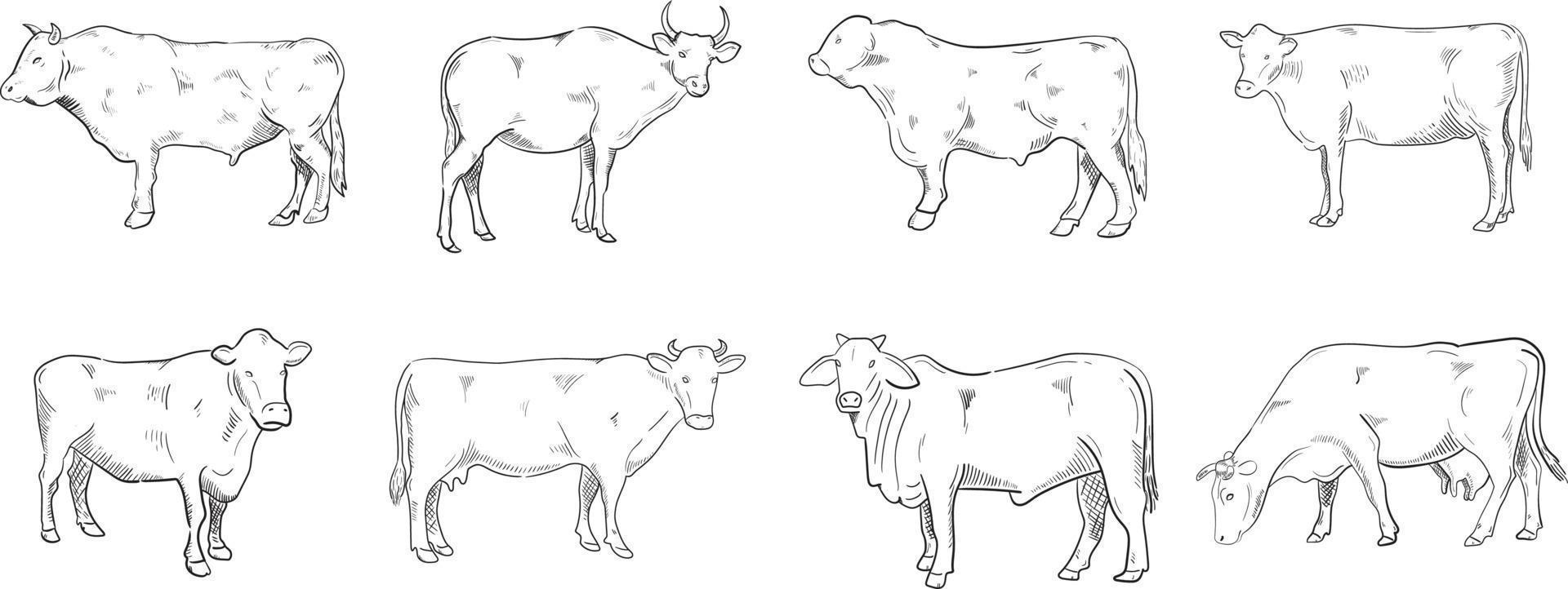 Cow Line Art Illustration vector