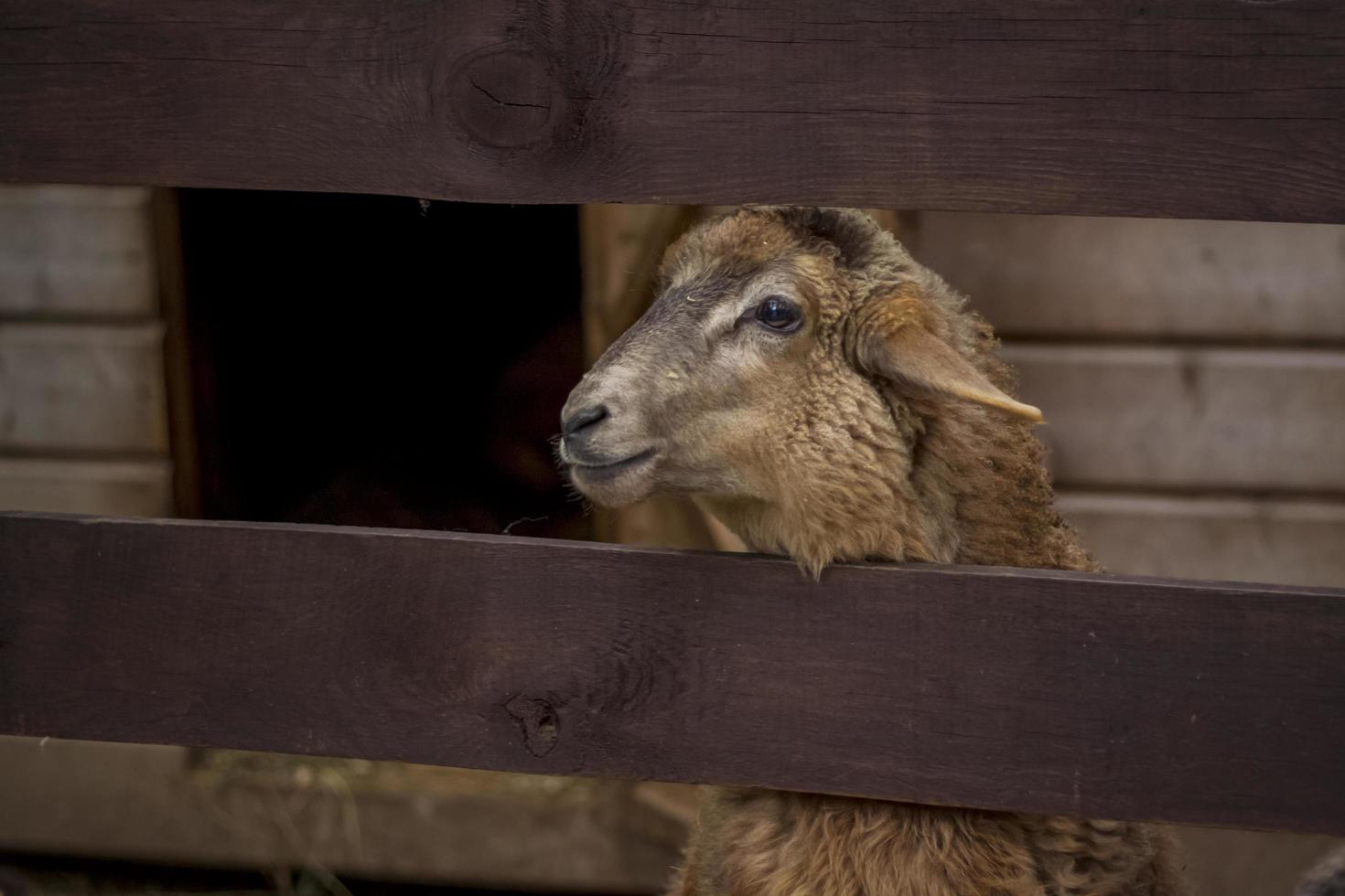 animales en un aviario en un zoológico de una pequeña ciudad. los animales se alimentan de las manos de los visitantes, y los niños pueden acariciarlos foto