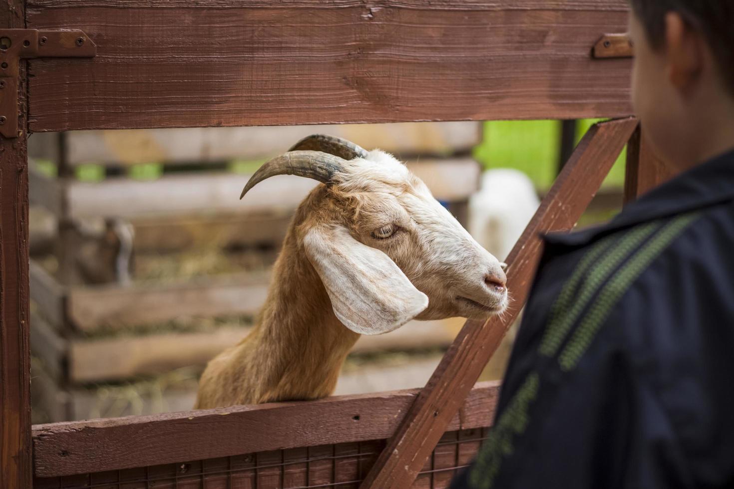 Animals in an aviary in a small city zoo. Animals are fed from the hands of visitors, and children can pet them photo