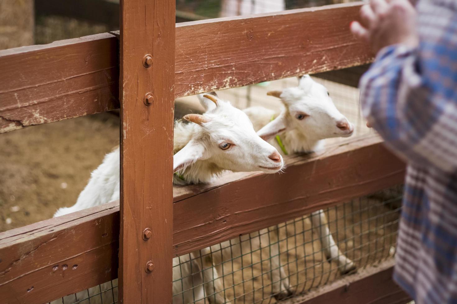 Animals in an aviary in a small city zoo. Animals are fed from the hands of visitors, and children can pet them photo