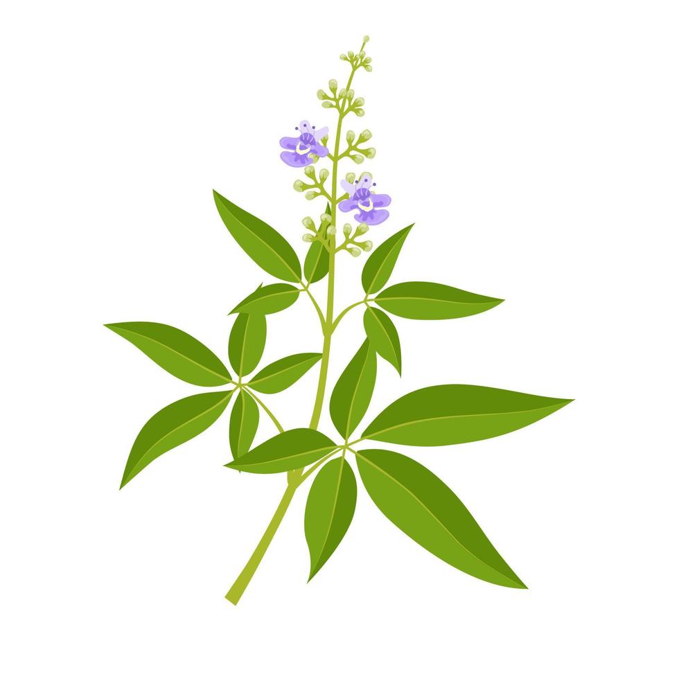 ilustración vectorial, planta vitex negundo, planta herbaria, aislada en un fondo blanco. vector