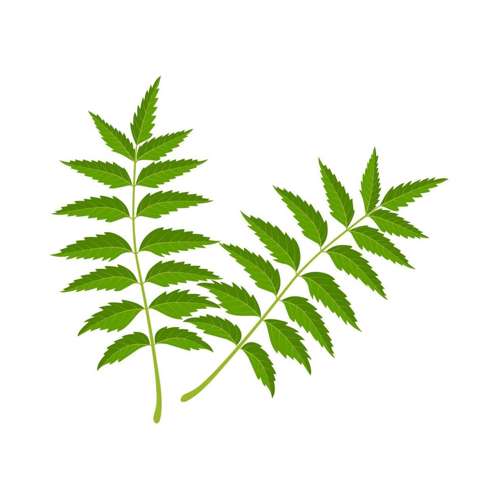 Vector illustration, Neem leaf or Azadirachta indica, a herbal plant for ayurvedic medicine, isolated on white background.