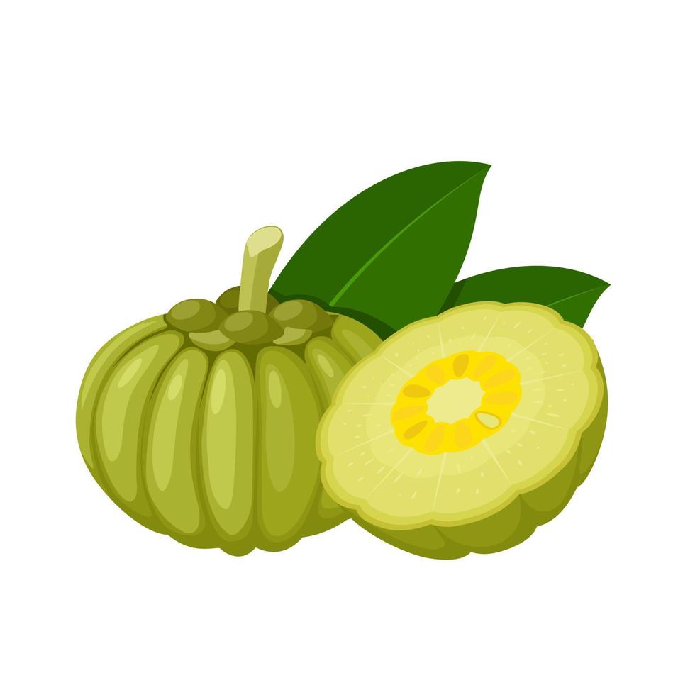 Vector illustration, garcinia cambogia, scientific name garcinia gummi gutta, isolated on white background.