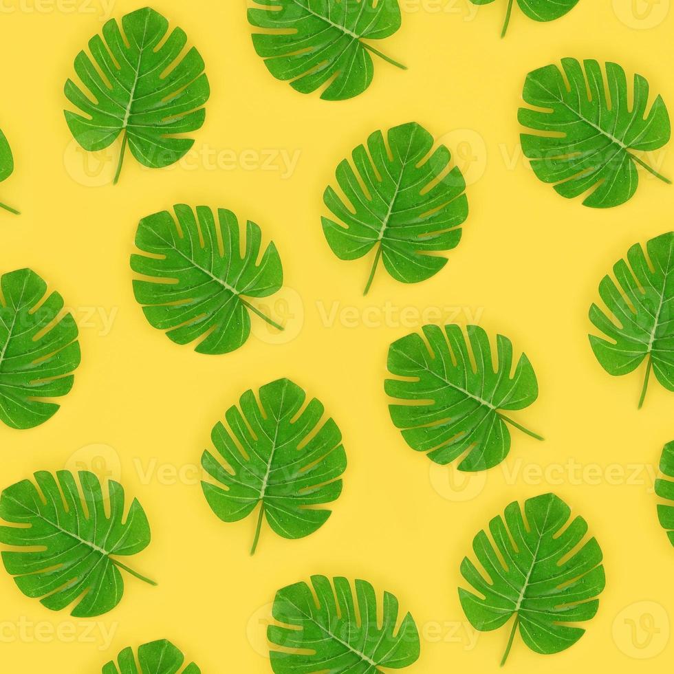 Tropical palm monstera leaves lies on a pastel colored paper. Nature summer concept pattern. Flat lay composition. Top view photo